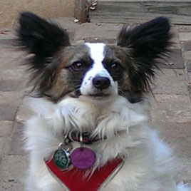 GPS dog tracker on a dogs collar